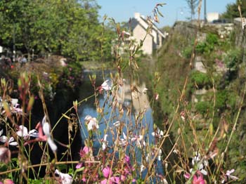 quimper_river_flower