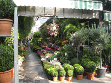 Photo Flower Market, Paris, France